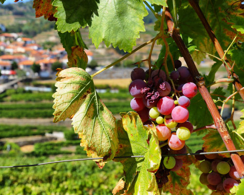 TORBIERE E FRANCIACORTA